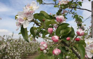 Bloesemtocht met huifkar